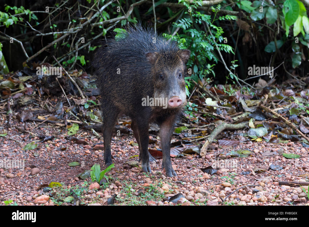 Weißlippen-Peccary (Tayassu Pecari), Mato Grosso do Sul, Brasilien Stockfoto