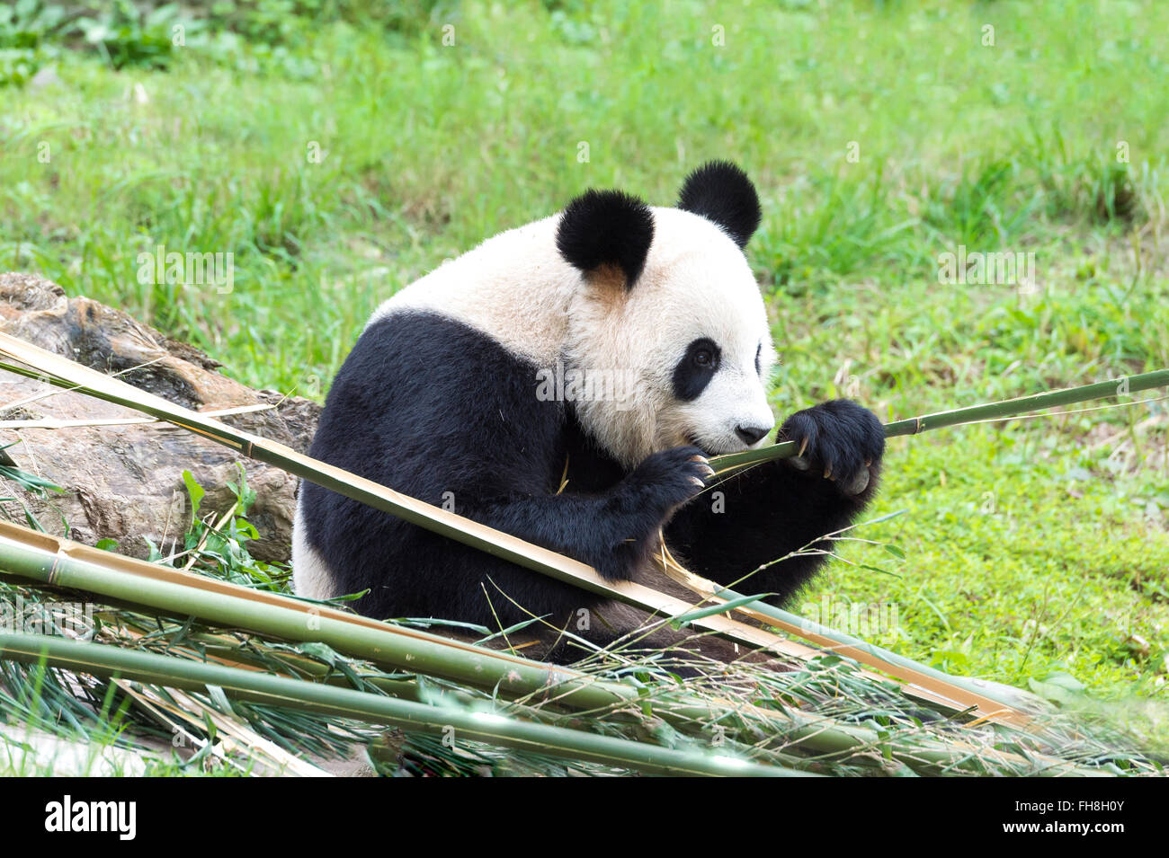 Großer Panda (Ailuropoda Melanoleuca) Essen Bambus, China Conservation and Research Centre für die großen Pandas, China Stockfoto
