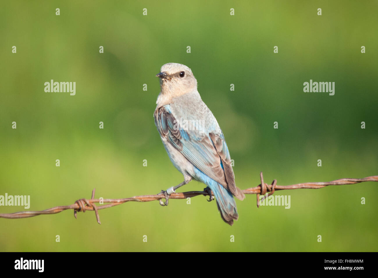 Eine weibliche Mountain Bluebird (Sialia Currucoides) bei Francis Viewpoint, Beaverhill Lake, Alberta, Kanada. Stockfoto