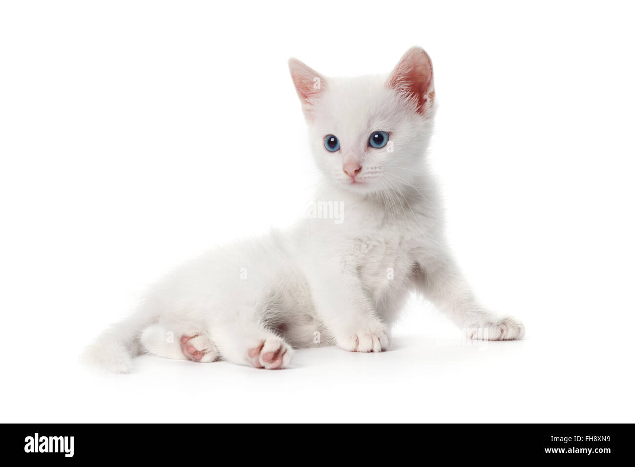 Süße weiße Kätzchen mit blauen Augen auf weißem Hintergrund Stockfoto