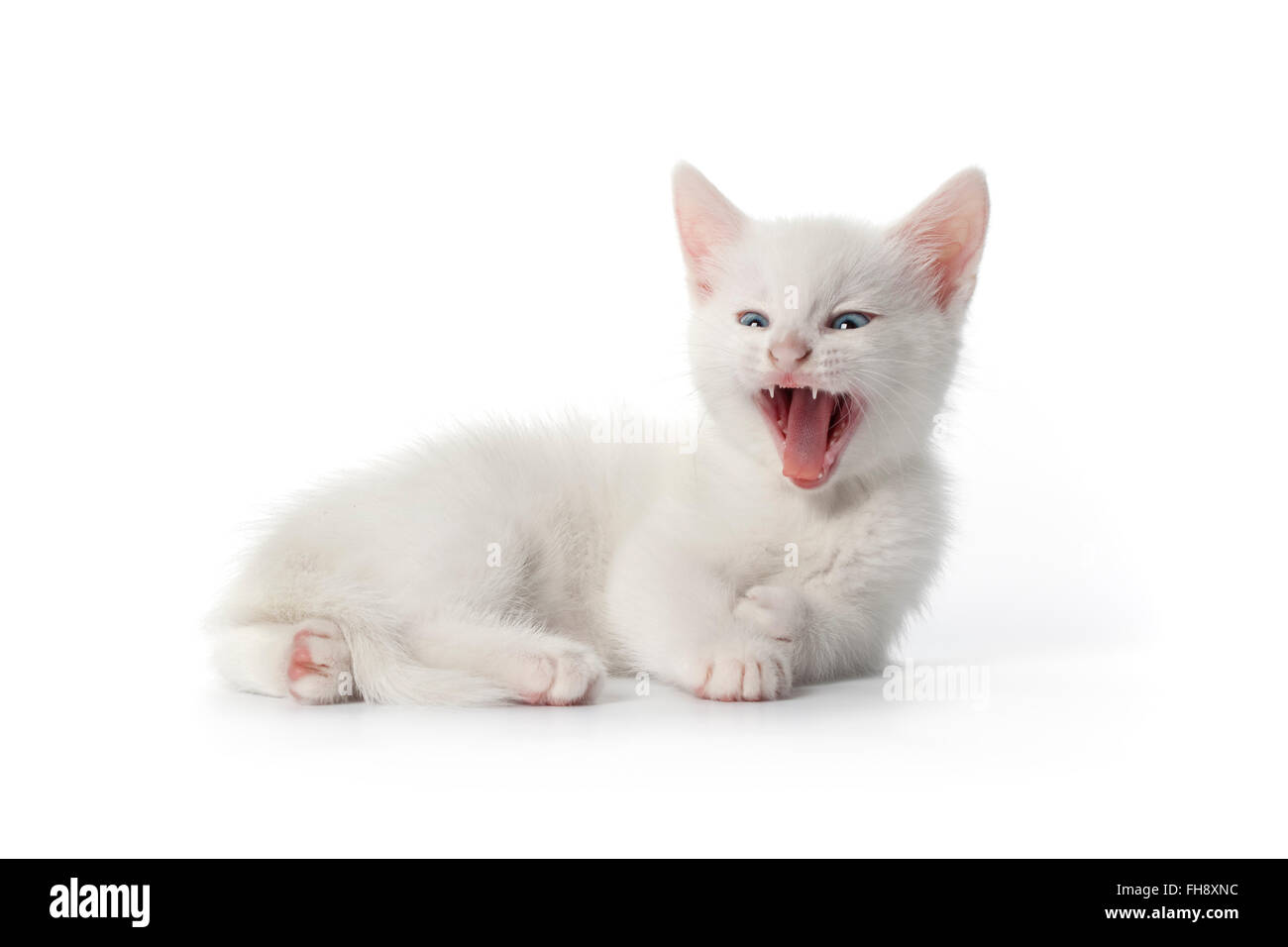 Gähnen süße weiße Kätzchen mit blauen Augen auf weißem Hintergrund Stockfoto