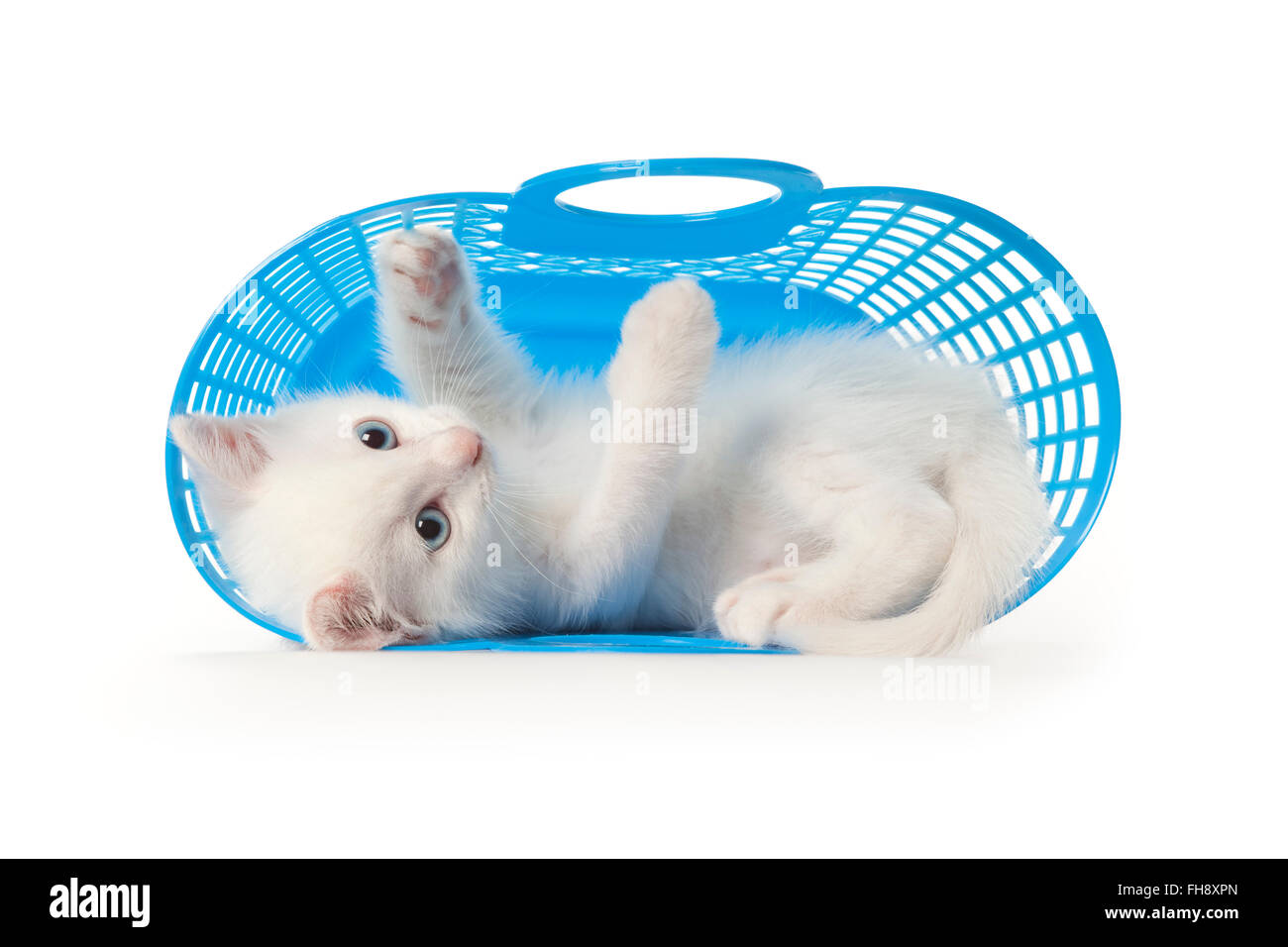 Süße weiße Kätzchen mit blauen Augen spielen in einem blauen Kunststoff-Korb auf weißem Hintergrund Stockfoto