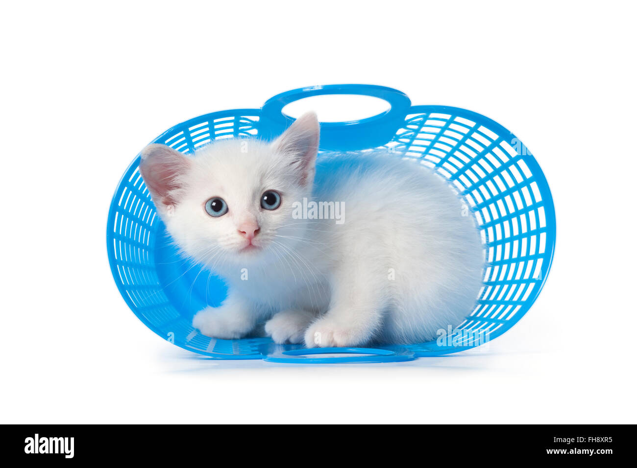 Süße weiße Kätzchen mit blauen Augen, versteckt in einem blauen Kunststoff-Korb auf weißem Hintergrund Stockfoto