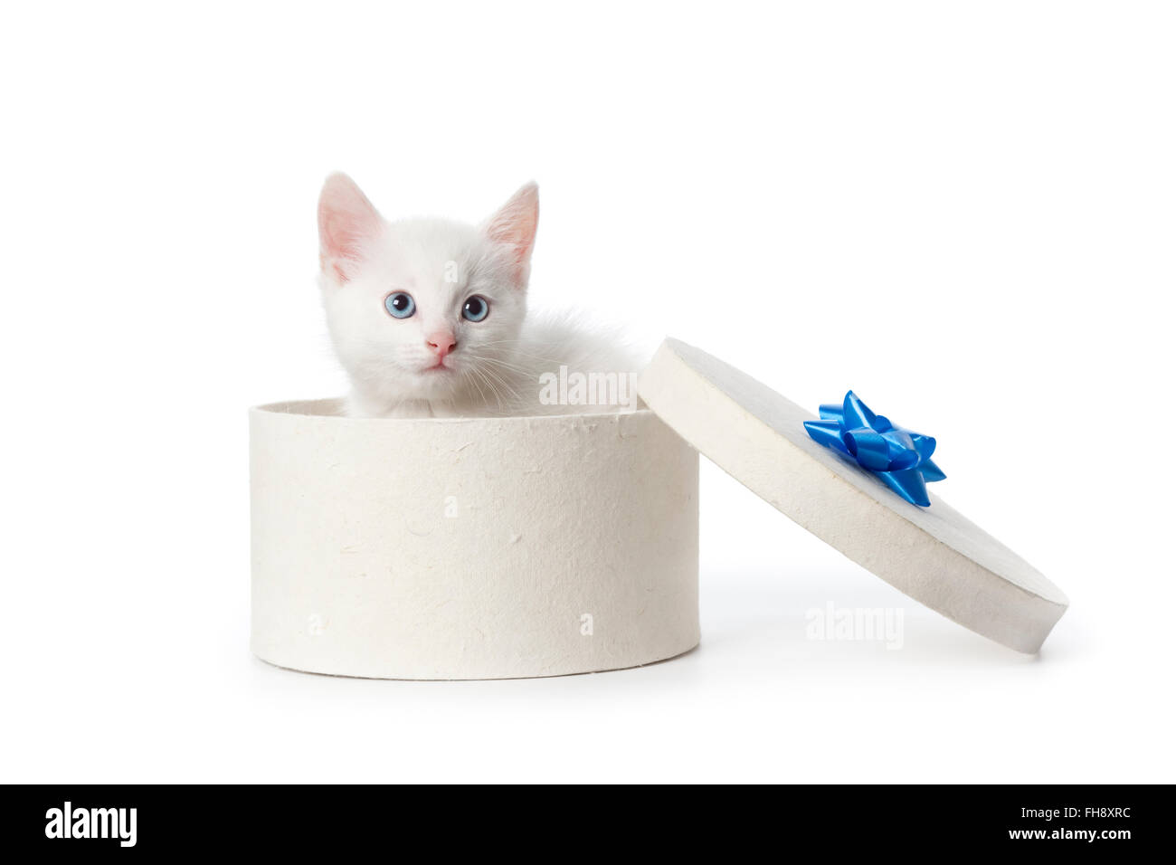 Süße weiße Kätzchen mit blauen Augen in einer Geschenkbox auf weißem Hintergrund Stockfoto