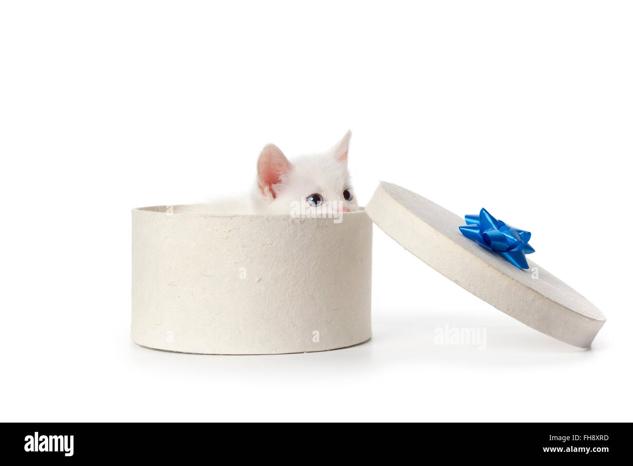 Süße weiße Kätzchen mit blauen Augen in einer Geschenkbox auf weißem Hintergrund Stockfoto