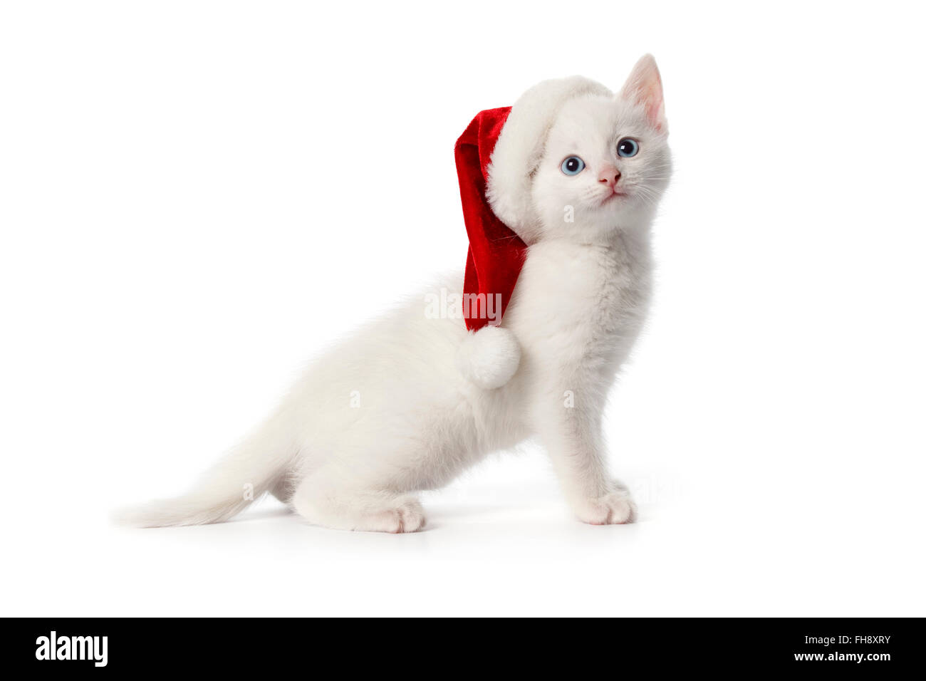 Süße weiße Kätzchen mit blauen Augen und Weihnachtsmütze auf weißem Hintergrund Stockfoto