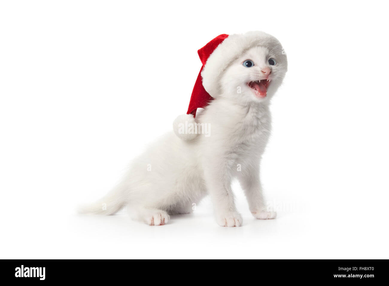Süße weiße Kätzchen mit blauen Augen und Hut singen Weihnachten Kneipen auf weißem Hintergrund Stockfoto