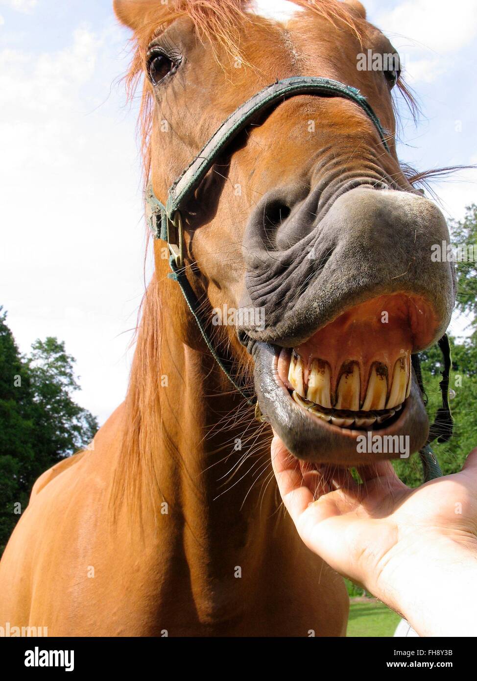 Es scheint, dass das Pferd zu lachen. Es zeigt seine Zähne groß und gelb-braun, wenn seine Thoat gecrawlt wird. Datum: 23. Juni 2012 Stockfoto