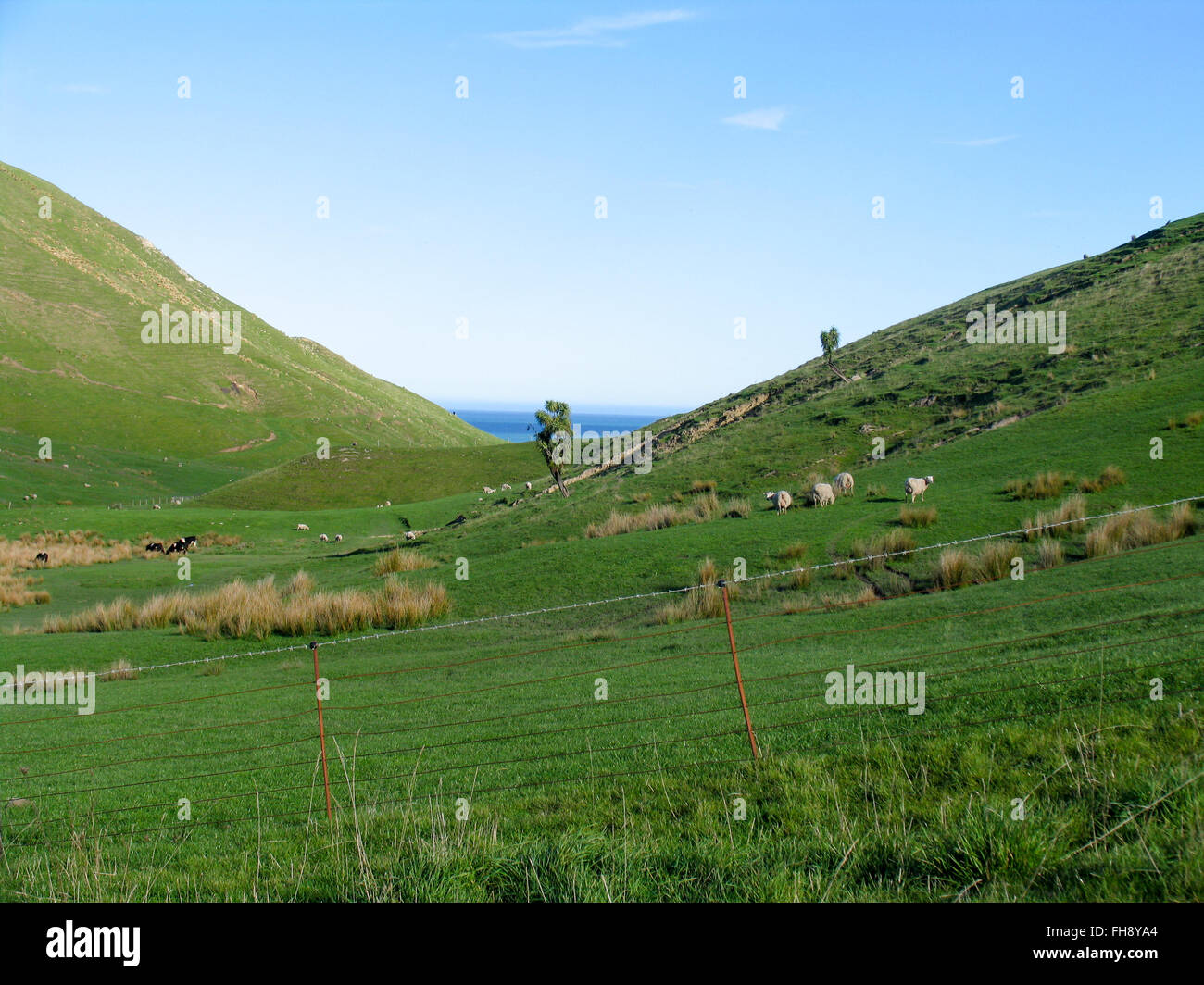 Schafe weiden auf grünen Weiden auf sanften Hügeln. Stockfoto