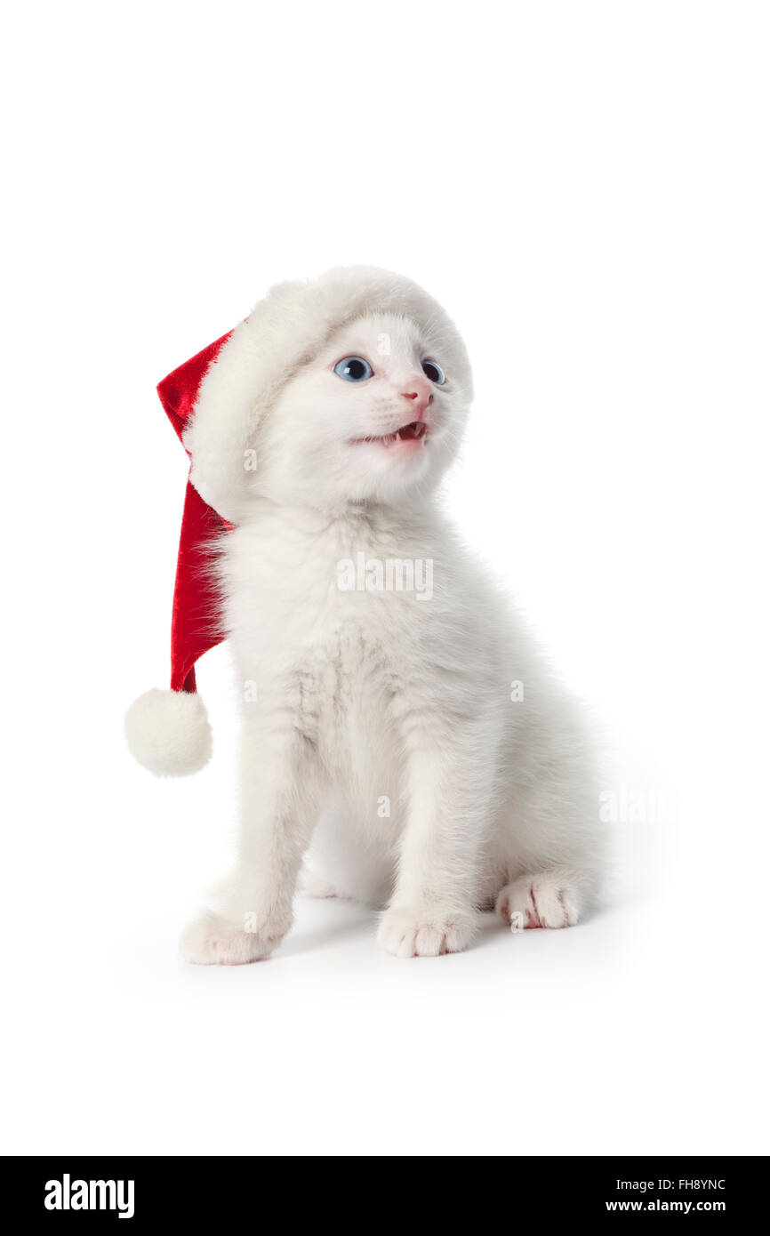 Süße weiße Kätzchen mit blauen Augen und Weihnachtsmütze auf weißem Hintergrund Stockfoto