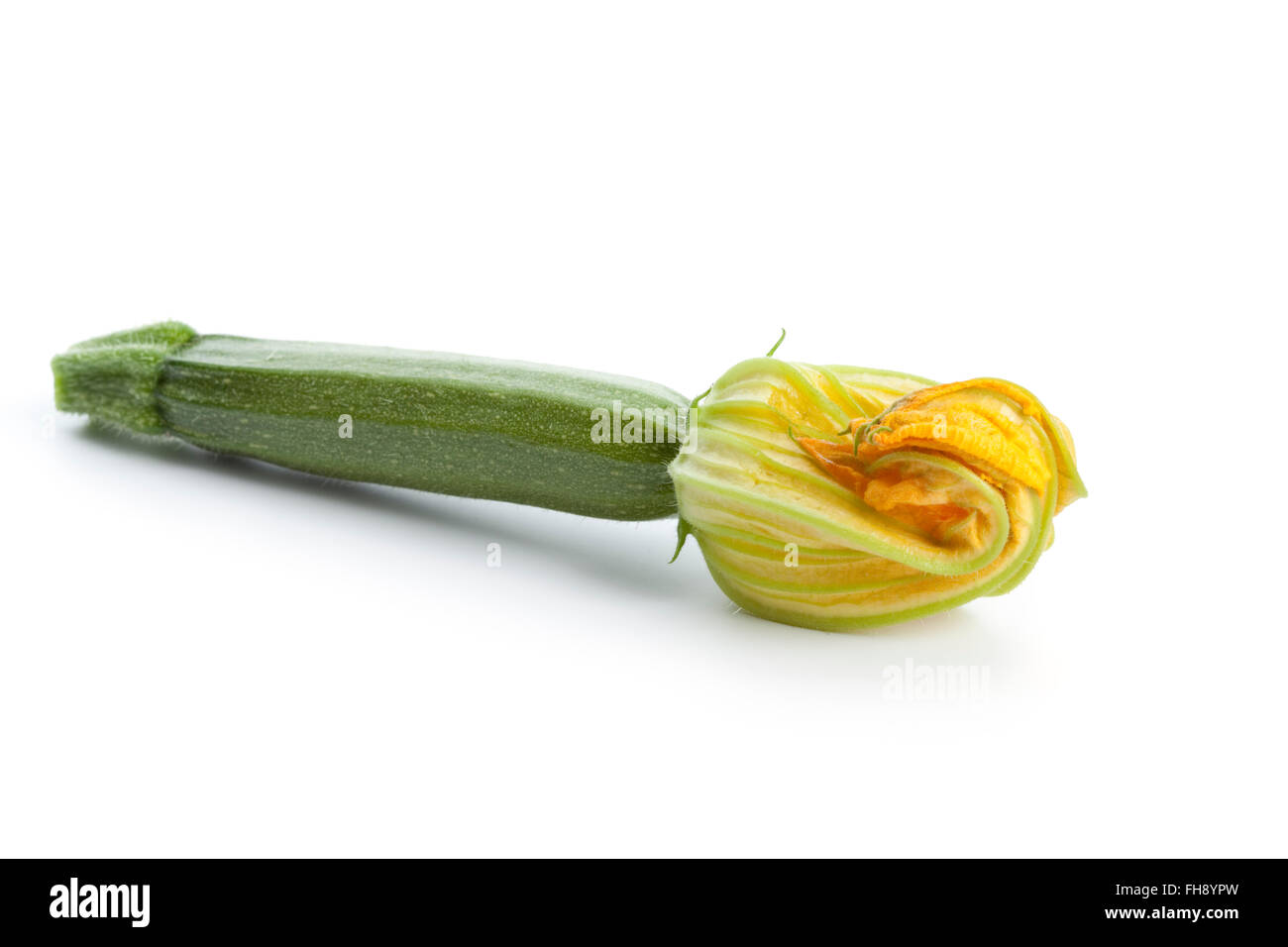 Frische Zucchini mit einer gelben Blume auf weißem Hintergrund Stockfoto