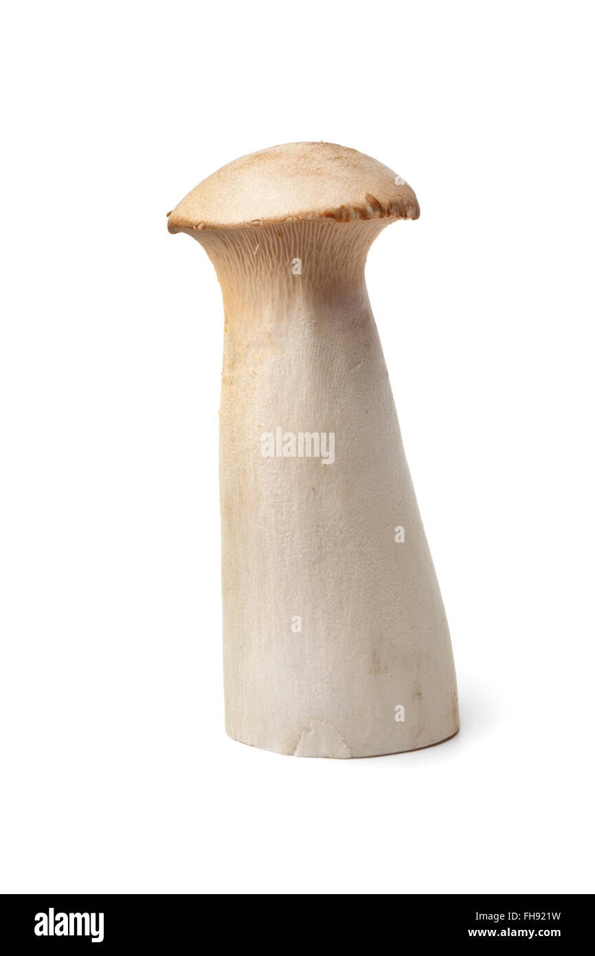 Ganz frischen rohen König oyster Pilz auf weißem Hintergrund Stockfoto