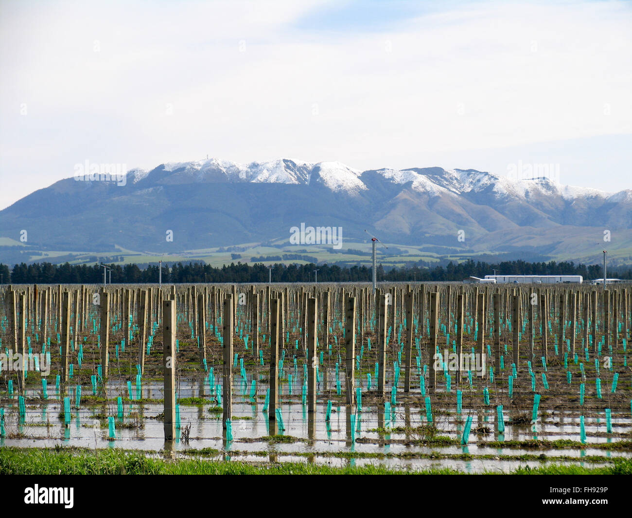 Sämlinge und trellising auf einem Bauernhof mit Schnee bedeckt Berge im Hintergrund. Stockfoto