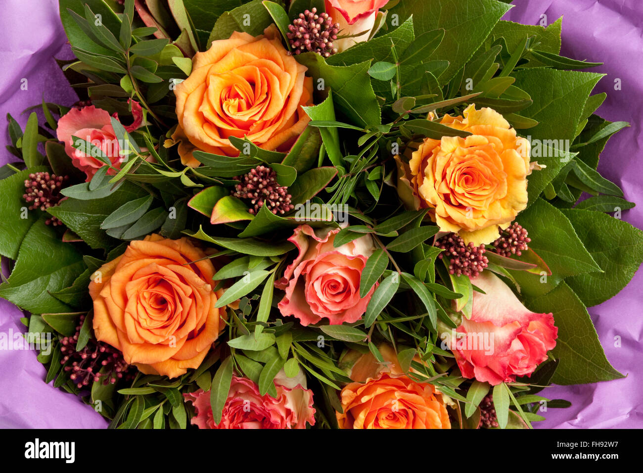 Bouquet von frischen Rosen in Papier eingewickelt hautnah auf weißem Hintergrund Stockfoto