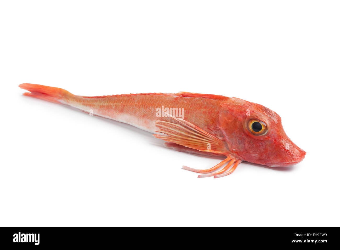 Ganze einzelne rote roh Tub Gurnard Frischfisch auf weißem Hintergrund Stockfoto