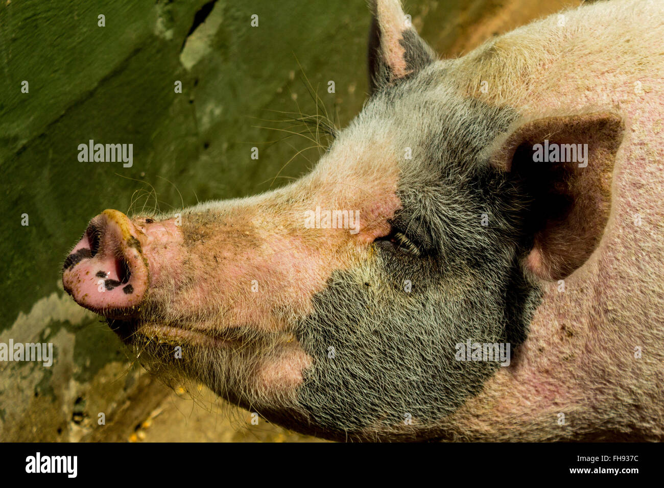 Rosa Schwein Stockfoto