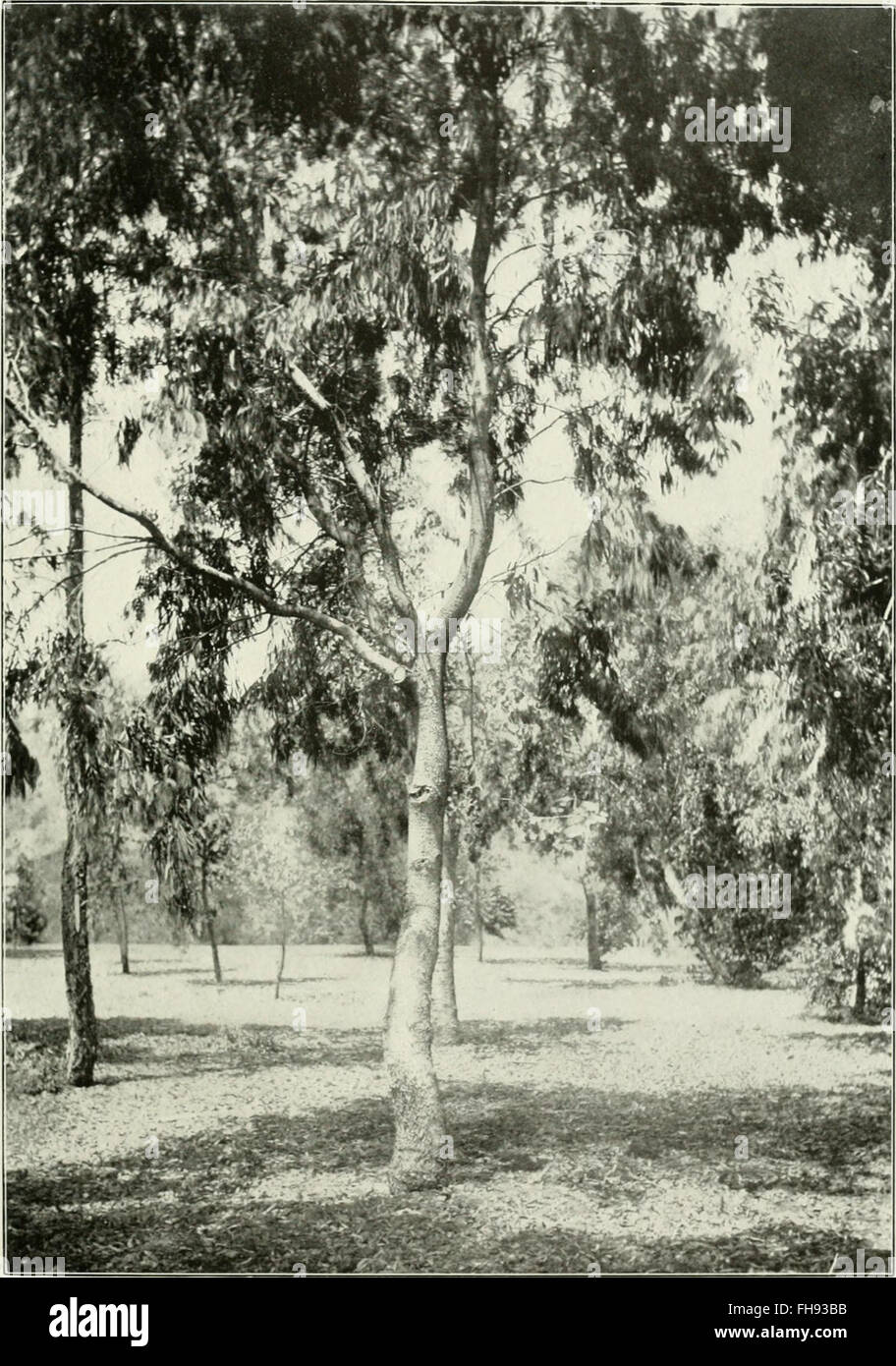 Eukalyptus Melliodora in Eukalypten kultiviert in den Vereinigten Staaten (1902) Stockfoto