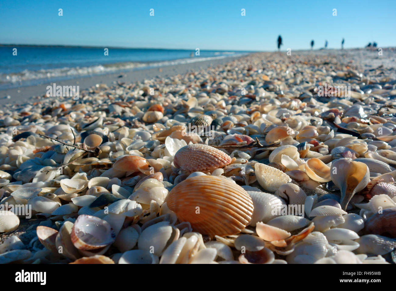 Muscheln am Golf von Mexiko Strand im Südwesten von Florida, USA Stockfoto