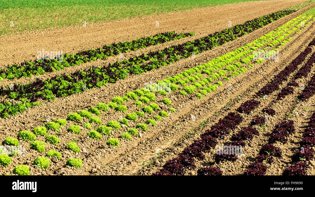 Reihen von bunten Salat Pflanzen im Feld Stockfoto