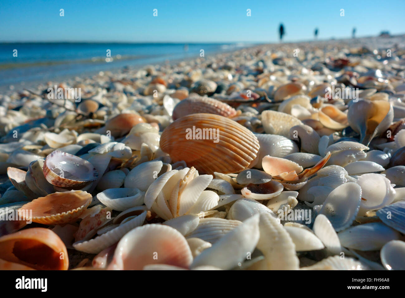 Muscheln am Golf von Mexiko Strand (Boca Grande) im Südwesten von Florida, USA Stockfoto