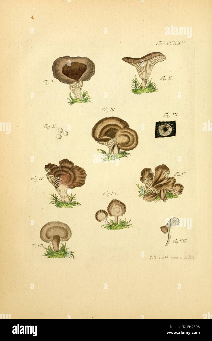 Fungorum Qui in Bayern et Palatinatu circa Ratisbonam Nascuntur ...
