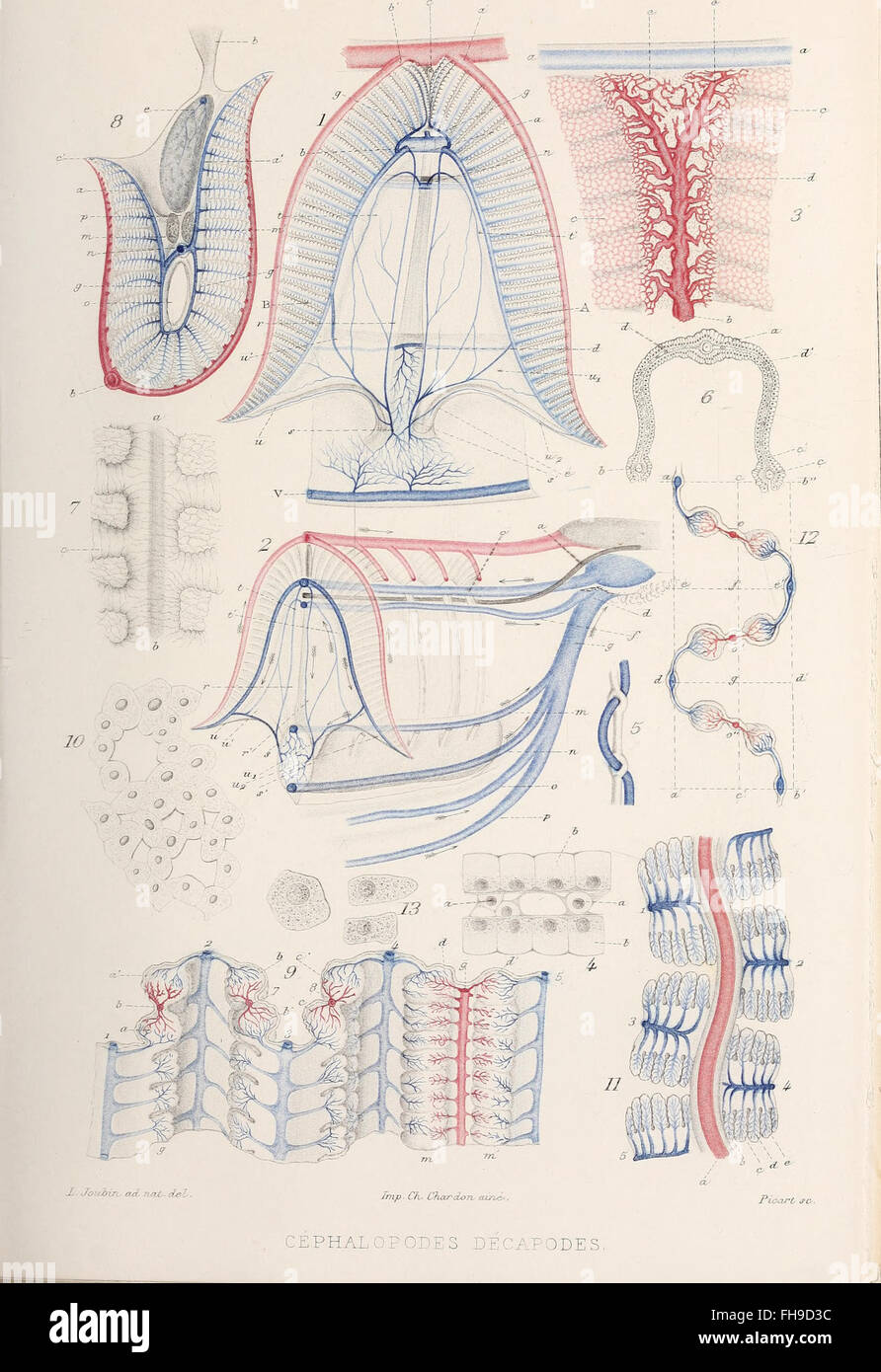 Ein Archiv aus dem Jahr 1885, das experimentellen und allgemeinen zoologischen Studien gewidmet ist und die wissenschaftliche Erforschung von Tierleben, Verhalten und Klassifizierung dokumentiert. Stockfoto