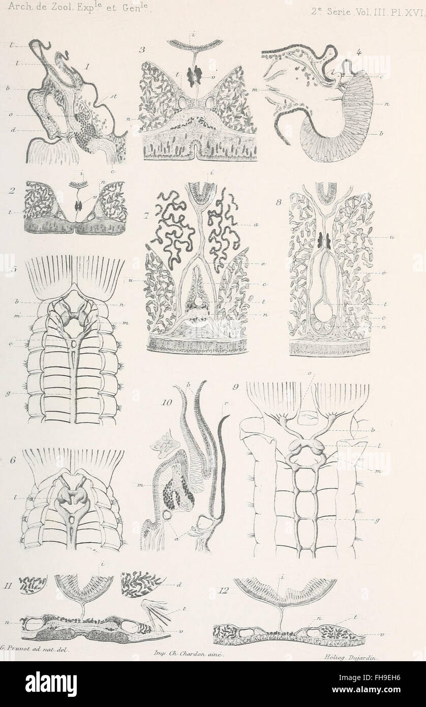 Ein Archiv aus dem Jahr 1885, das experimentelle und allgemeine zoologische Studien enthält und Einblicke in Tierverhalten, Physiologie und Klassifizierung bietet. Stockfoto