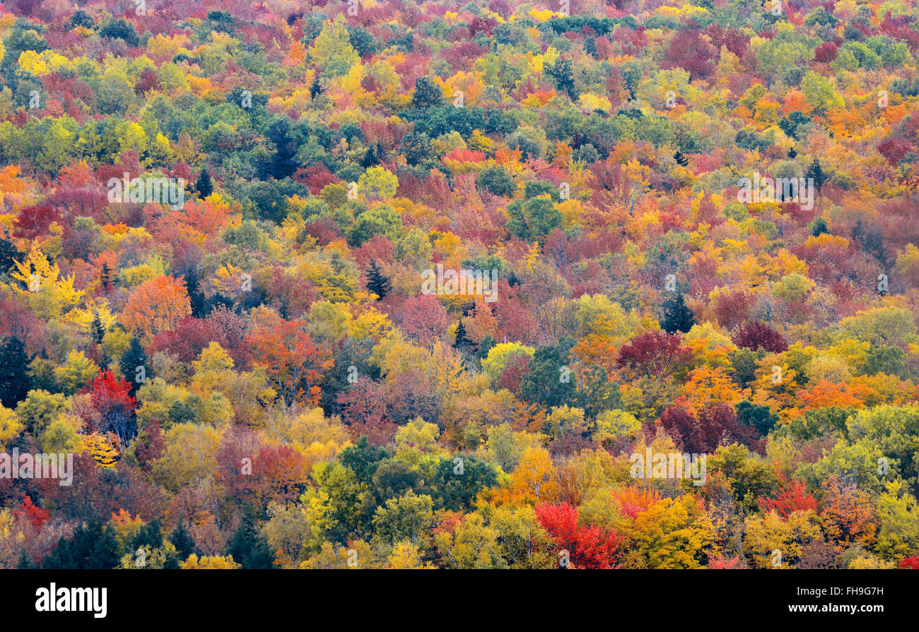 Bunte Laub abstrakten Hintergrund in White Mountain, New Hampshire. Stockfoto