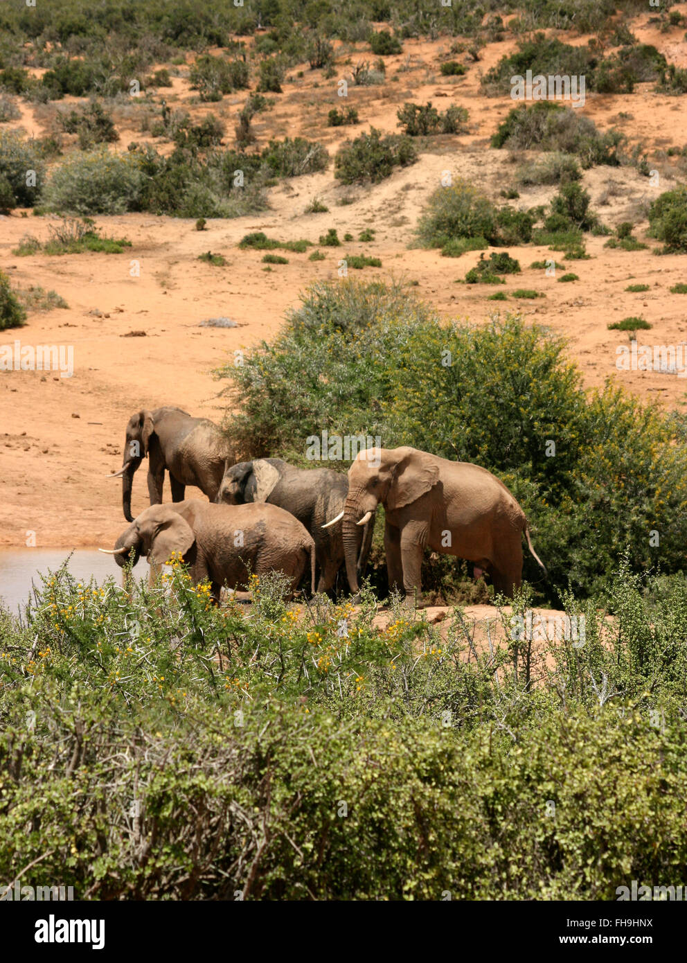 Afrikanische Elefanten (Loxodonta Africana) Ansatz Wasserloch in Addo Elephant National Park, Südafrika. Stockfoto