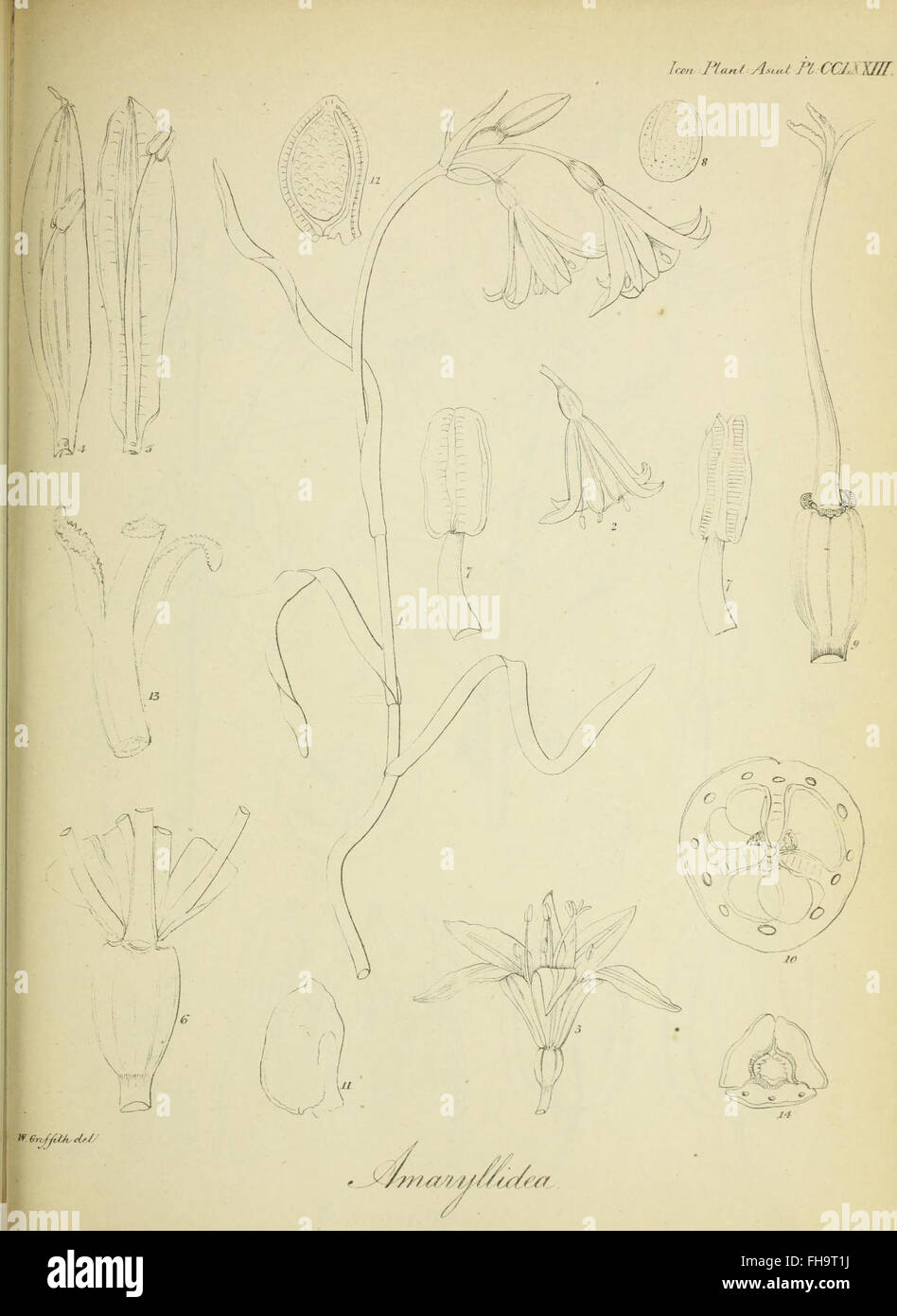 Faltumschlag Plantarum asiaticarum Stockfoto