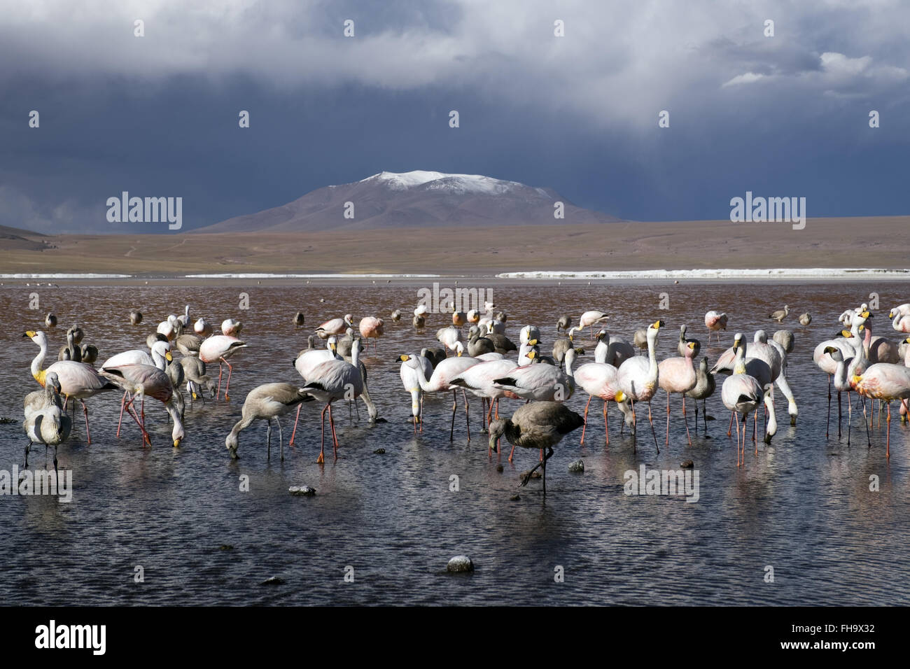 Eine Gruppe von Flamingos in der Laguna Colorada, innerhalb von Eduardo Avaroa Anden Fauna Nationalreservat Stockfoto