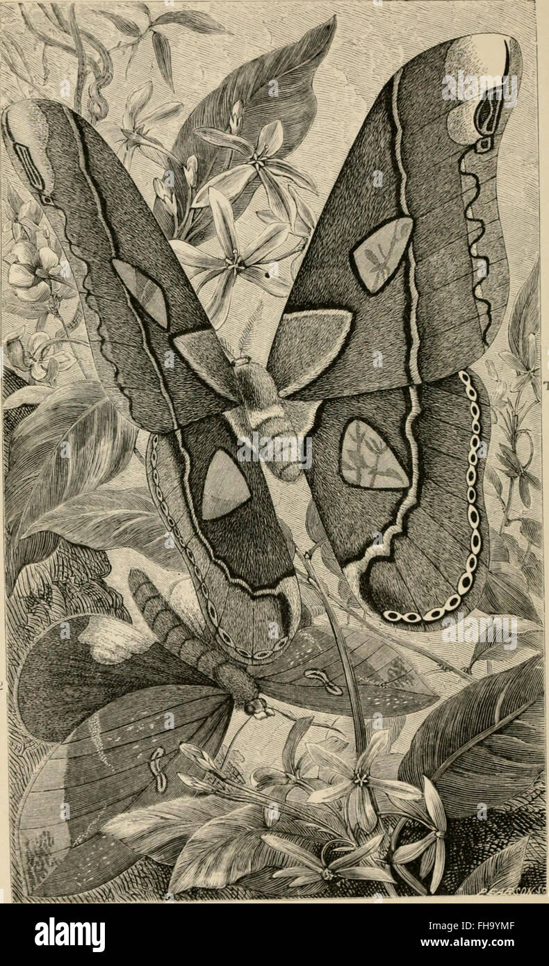 Insekten im Ausland - Ein beliebter Bericht über fremde Insekten, ihre Struktur, Gewohnheiten und Umwandlungen (1883) Stockfoto