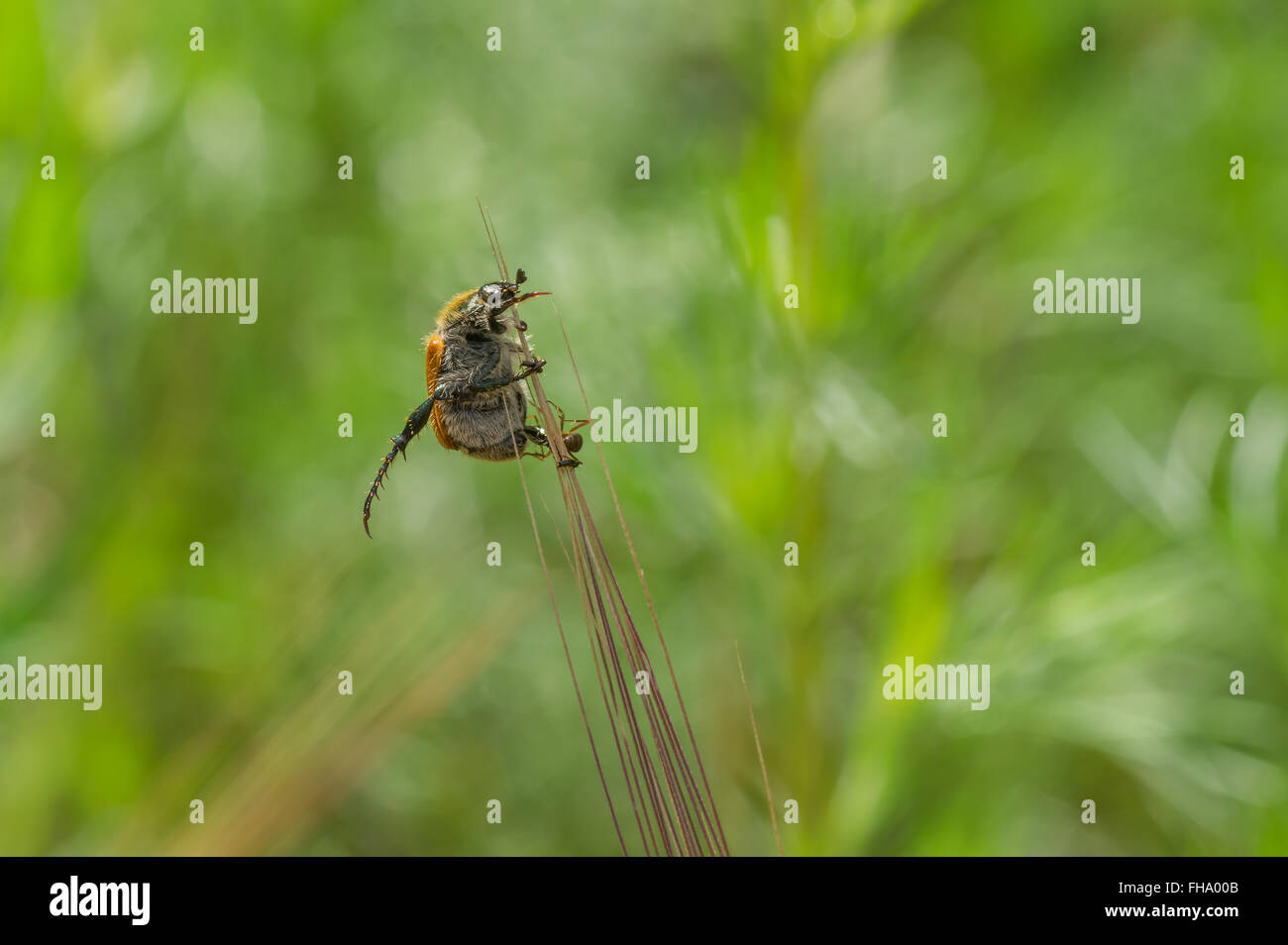 Naturidylle auf Sommersaison - Fette Käfer ruht auf einem Ährchen Stockfoto