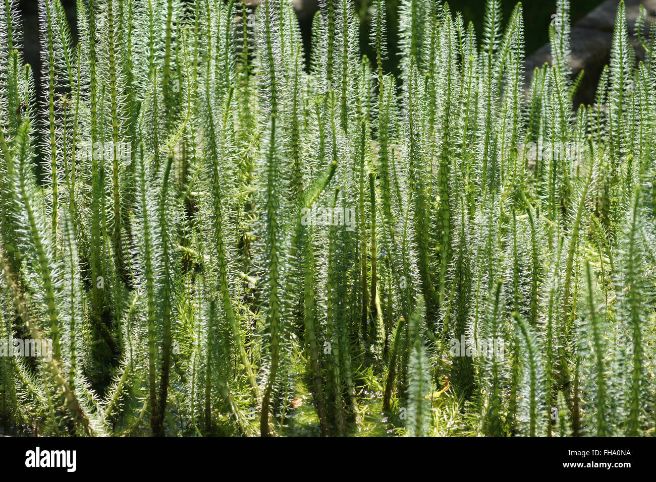 Stuten-tail Stockfoto