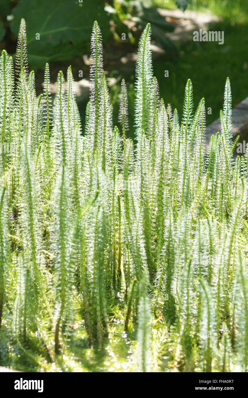 Stuten-tail Stockfoto