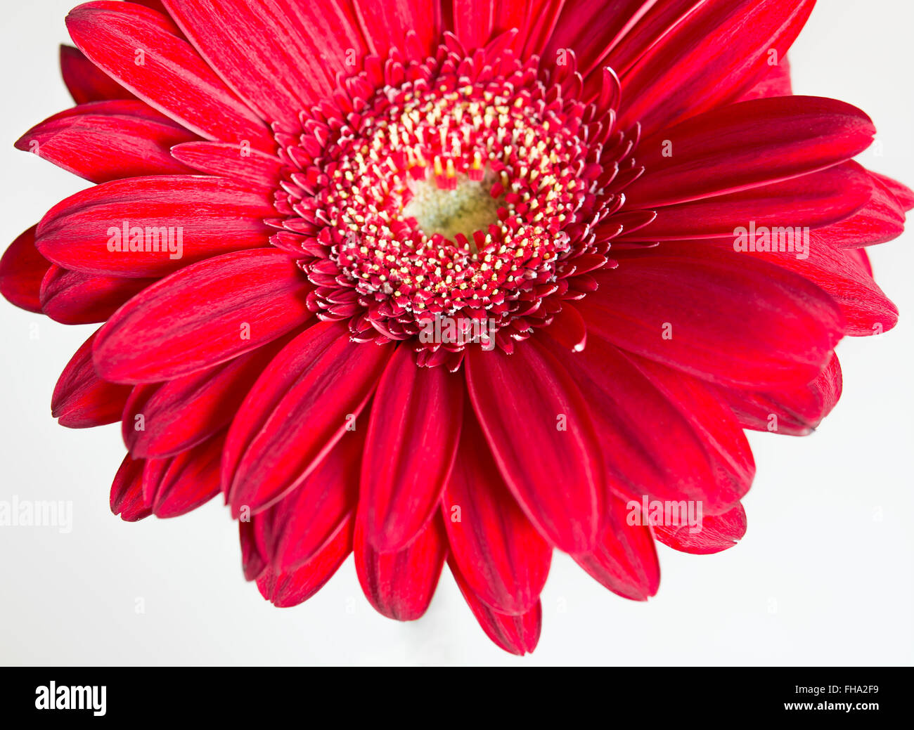 Rote Gerbera Blume auf dem weißen Hintergrund. Selektiven Fokus Stockfoto