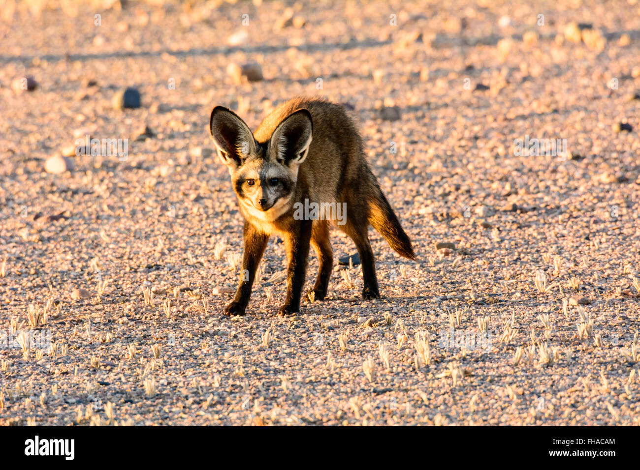 Fledermaus-eared Fox aufmerksam Stockfoto