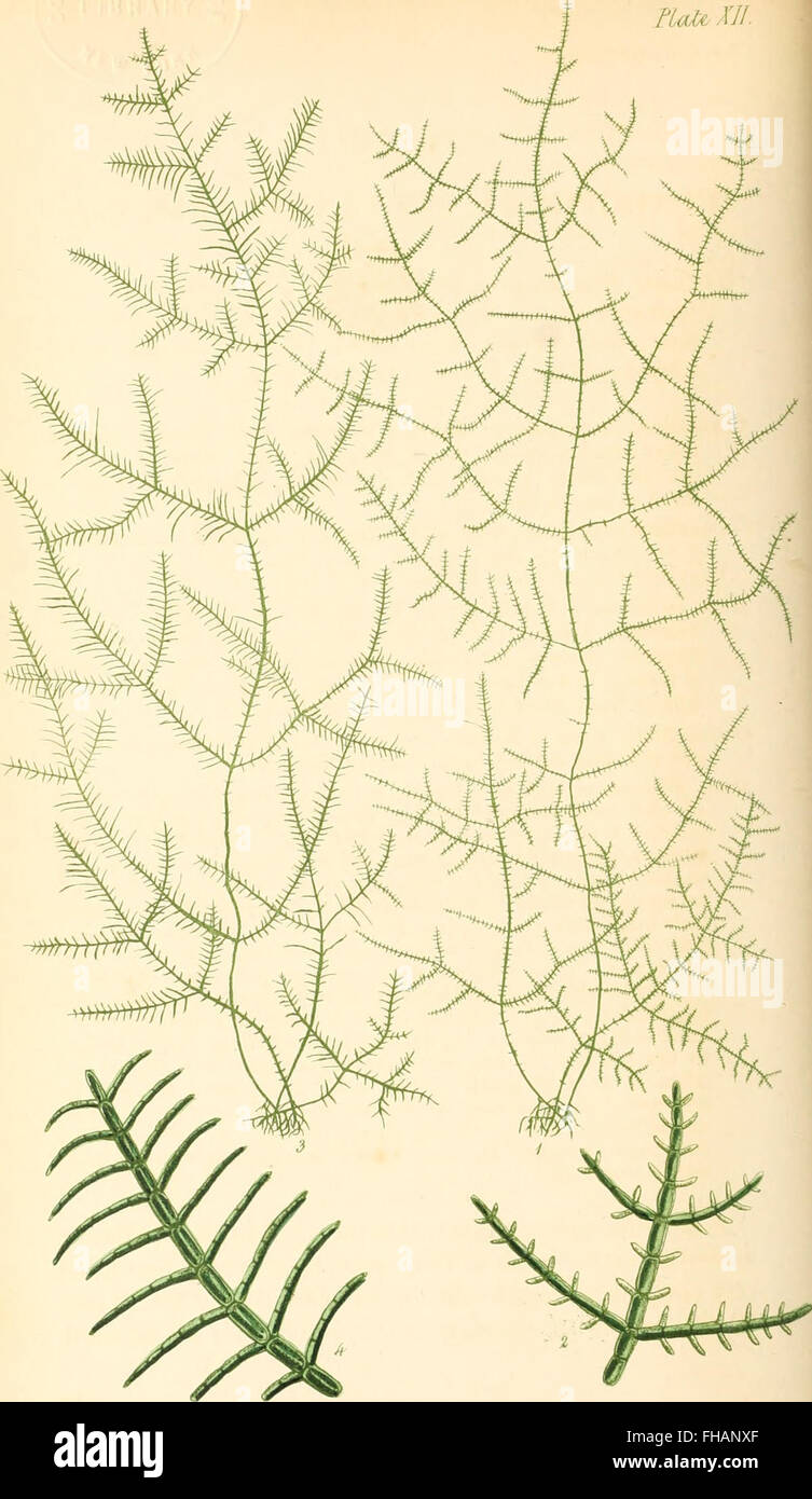 Phycologia Britannica oder eine Geschichte der britischen Seegras, mit farbigen Abbildungen, generischen und spezifischen Zeichen, Synonimen und Beschreibungen aller Arten von Algen, bewohnen die Küsten Stockfoto