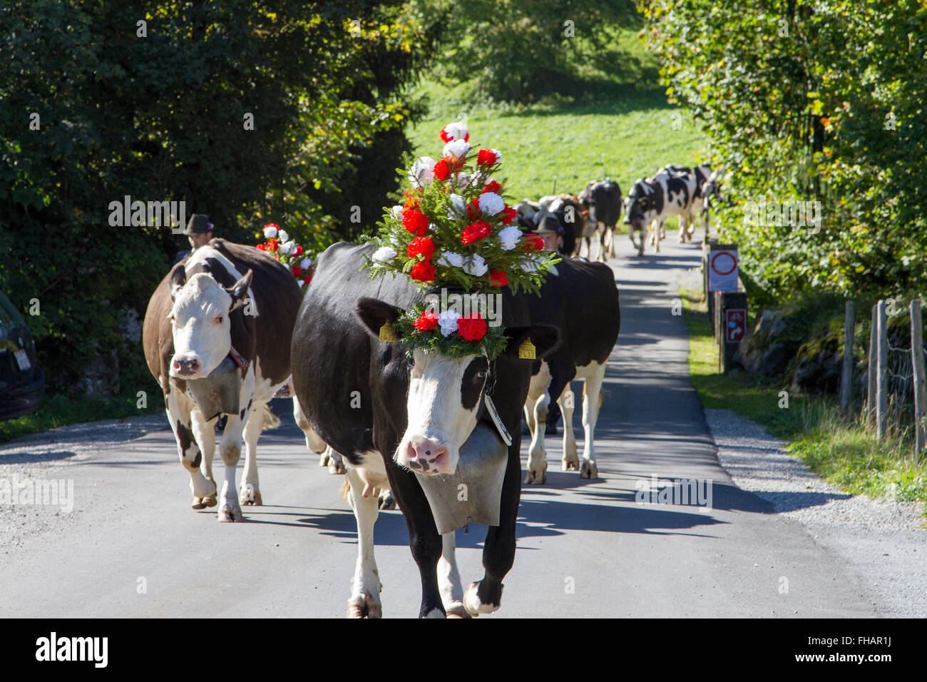 Parade der Kühe während des Abstiegs Alpine Rinder in Charmey Schweiz Stockfoto