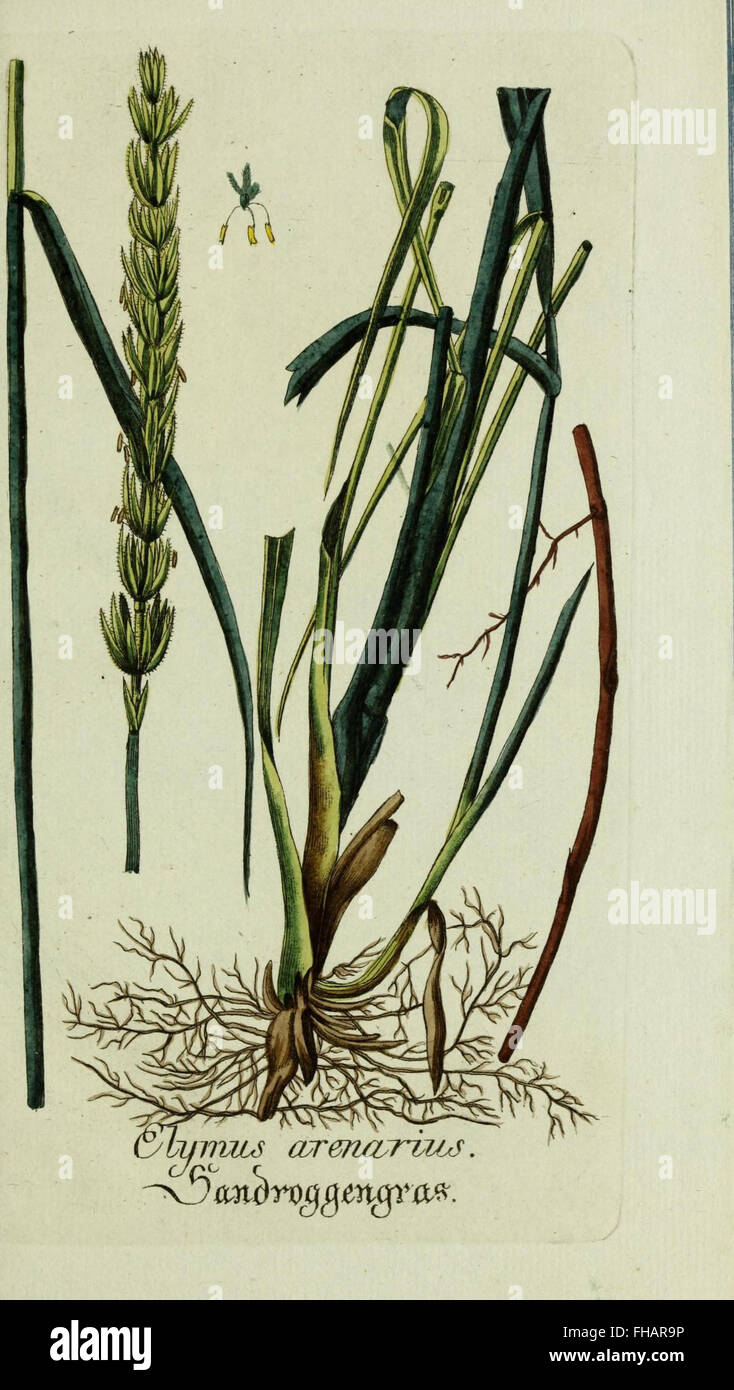Ein botanisches Werk mit handgemalten Illustrationen einheimischer und exotischer Pflanzen, das sich an botanische Enthusiasten und Wissenschaftler richtet und in den Botanik-Bibliotheken der Harvard University ausgestellt wurde. Stockfoto