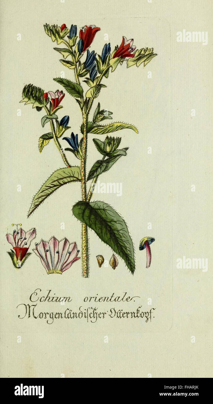 Plantarum Indigenarum et Exoticarum, botanische Illustrationen