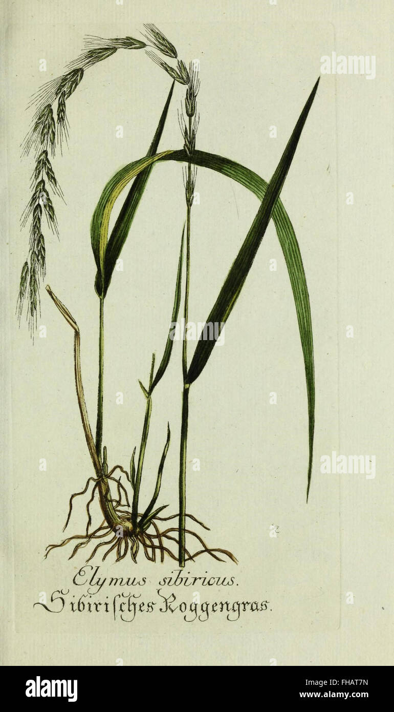 Plantarum Indigenarum et Exoticarum Bauerhäusern Ad Vivum Coloratae