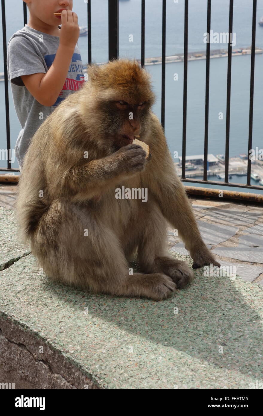 Barbary macaques in Gibraltar Stockfoto
