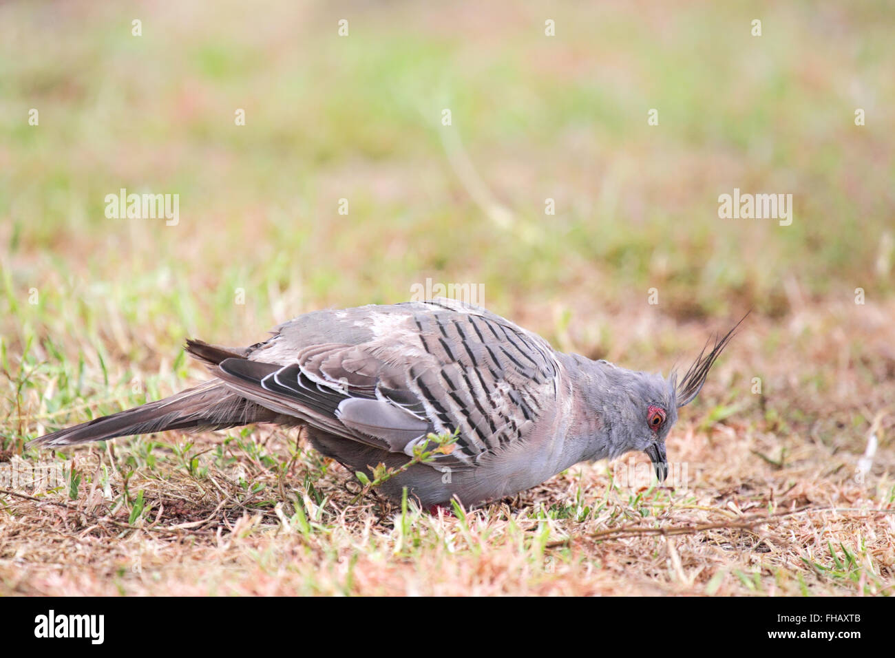 Crested Taube (Ocyphaps Lophotes) auf einer trockenen Wiese in Victor Harbor, South Australia, Australien. Stockfoto
