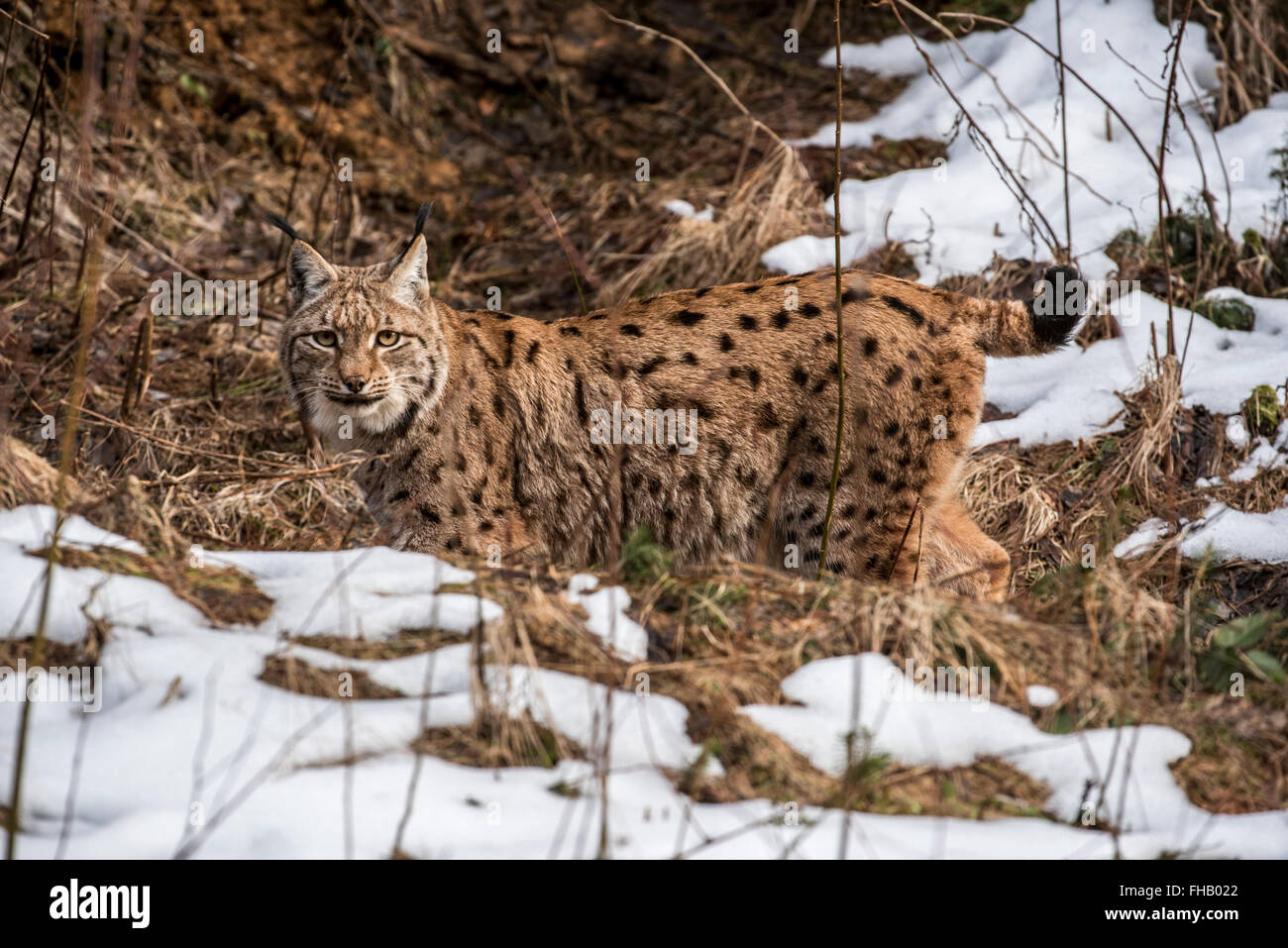 Eurasischer Luchs (Lynx Lynx) zeigt Tarnfarben Jagd in der Taiga im Schnee im Winter / Frühjahr Stockfoto