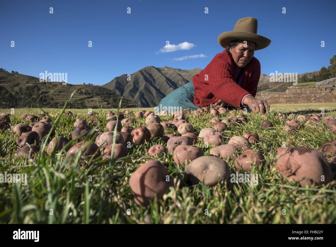 Eine Frau, die Produktion von Chuño Kartoffeln vorbereiten. Chuño ist eine trockene Kartoffel, deren Vorbereitung Inka Ursprungs ist Stockfoto