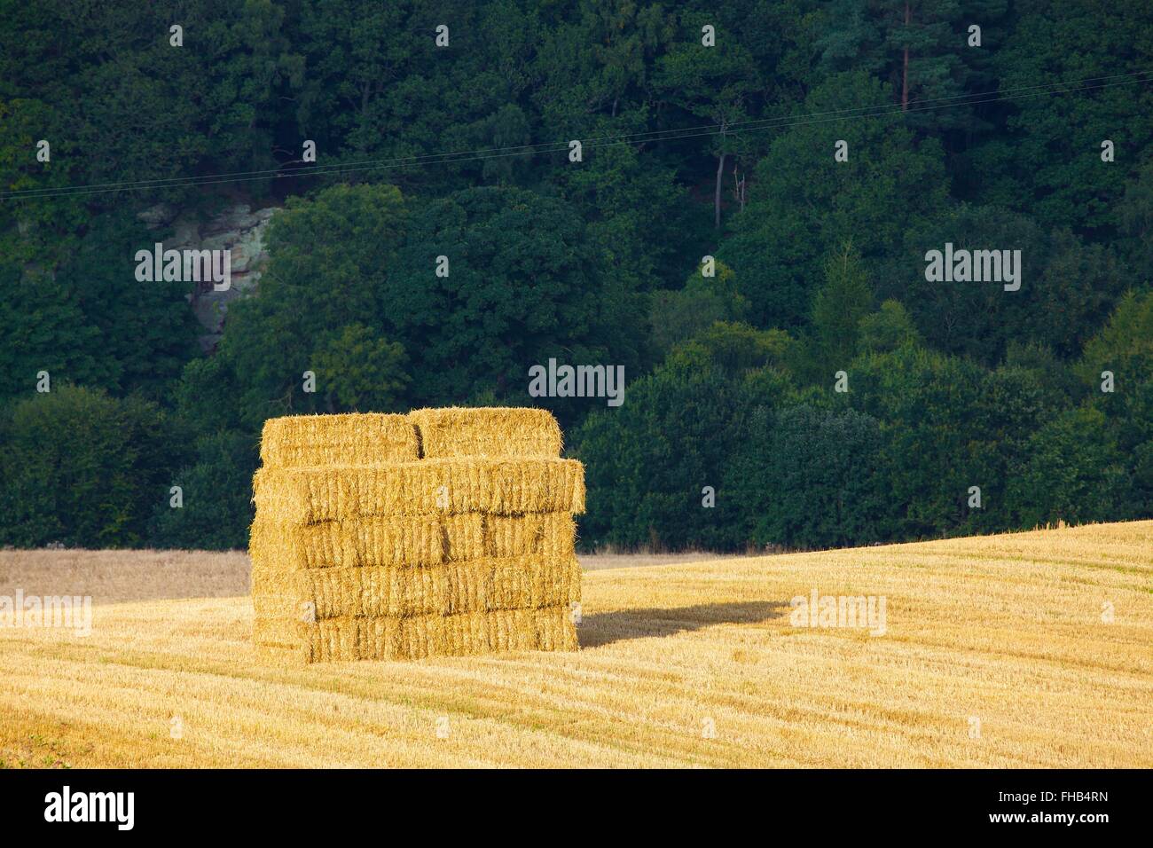 Stapel von quadratischen Heu Bails in abgeernteten Feld. Woodland-Hintergrund. Stockfoto
