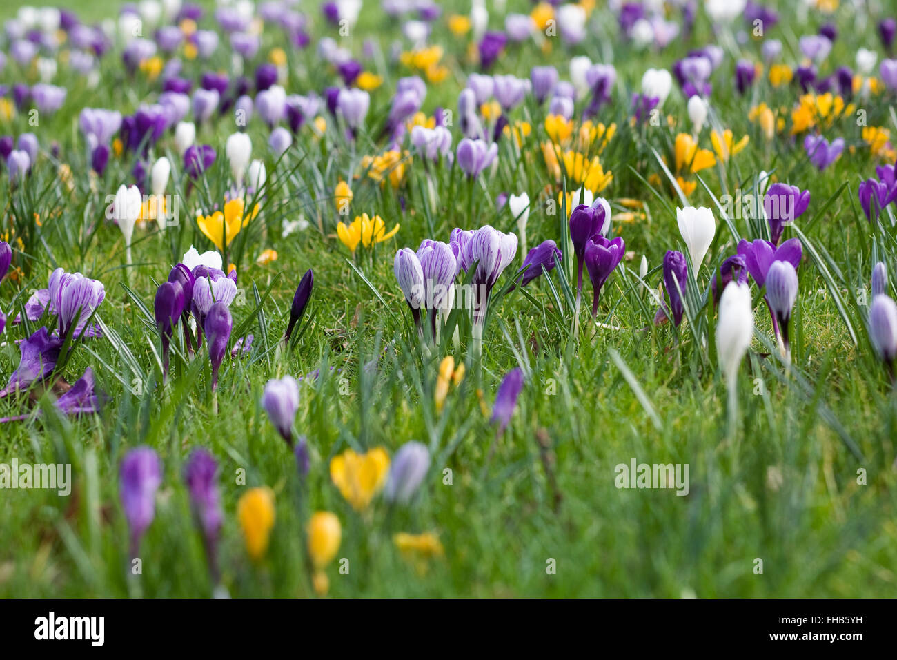 Krokusse im rasen Fotos und Bildmaterial in hoher Auflösung Alamy