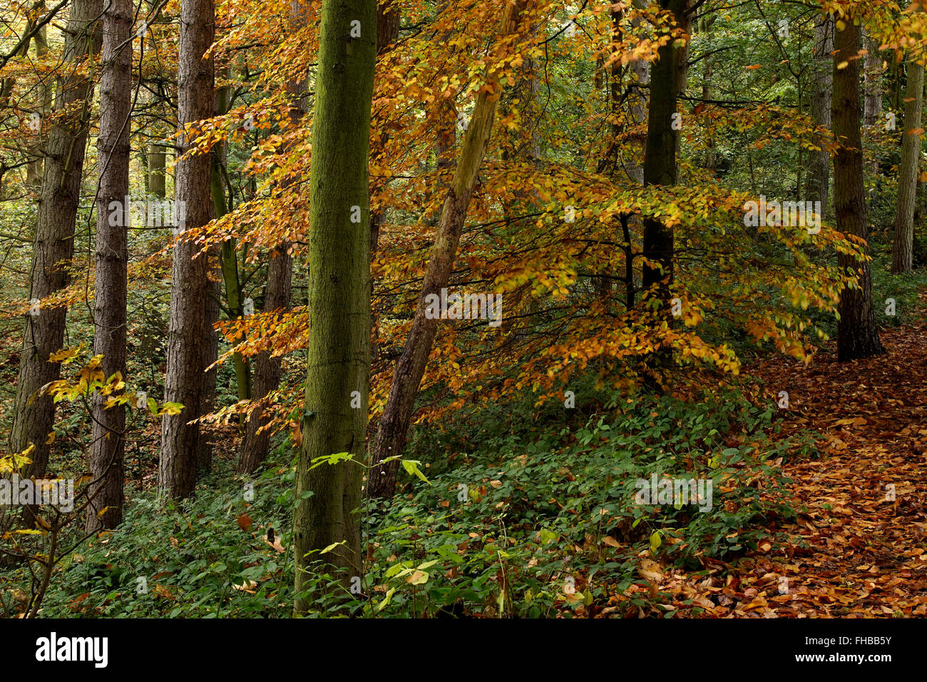 Wunderschöne Herbst Wald in der Nähe von Bridgnorth in Shropshire, England, UK Stockfoto