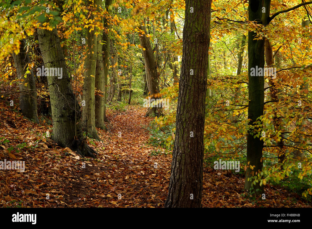 Wunderschöne Herbst Wald in der Nähe von Bridgnorth in Shropshire, England, UK Stockfoto